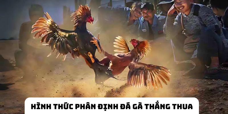 Hình thức phân định các gà thi đấu thắng và thua