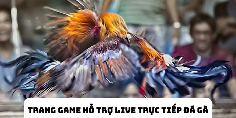 Trang game hỗ trợ live kết quả trực tiếp trường đấu